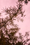 Ramo mostrado em silhueta exterior da haste da textura da agulha do pinho com o céu cor-de-rosa no fundo imagens de stock Ramo mostrado em silhueta exterior da haste da textura da agulha do pinho com o céu cor-de-rosa no fundo imagens de stock