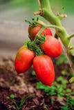 Ramo oval dos tomates imagem de stock Ramo oval dos tomates imagem de stock