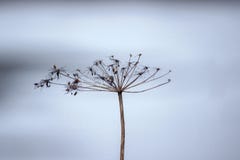 Ramo secado do aneto em um fundo cinzento Murchar das plantas hibernation imagens de stock royalty free Ramo secado do aneto em um fundo cinzento Murchar das plantas hibernation imagens de stock royalty free