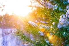 Ramos de árvore do Natal nos raios do sol, cobertos com a neve na paisagem pitoresca do inverno da floresta no por do sol Fotografia de Stock Ramos de árvore do Natal nos raios do sol, cobertos com a neve na paisagem pitoresca do inverno da floresta no por do sol Fotografia de Stock