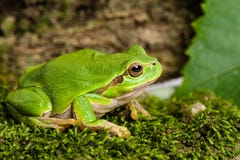 Rana arbórea verde europea que está al acecho para la presa en el ambiente natural imágenes de archivo libres de regalías Rana arbórea verde europea que está al acecho para la presa en el ambiente natural imágenes de archivo libres de regalías