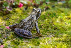 Rana comune europea o rana temporaria marrone della rana immagini stock Rana comune europea o rana temporaria marrone della rana immagini stock