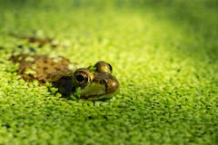 Rana de oro del ojo que emerge de la lenteja de agua en la superficie de la charca imagen de archivo Rana de oro del ojo que emerge de la lenteja de agua en la superficie de la charca imagen de archivo