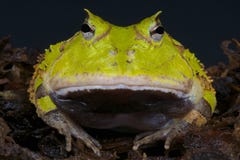 Rana de Suriname/cornuta de cuernos de Ceratophrys foto de archivo Rana de Suriname/cornuta de cuernos de Ceratophrys foto de archivo