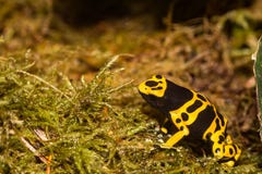 Rana del dardo del veleno Giallo-legata adulto immagini stock Rana del dardo del veleno Giallo-legata adulto immagini stock