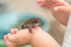 Rana o sapo en las manos de un niño joven imágenes de archivo libres de regalías Rana o sapo en las manos de un niño joven imágenes de archivo libres de regalías