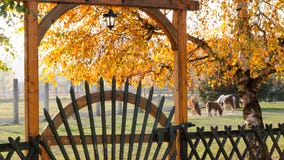 Ranch Or Farm With Grazing Horses Behing The Wooden Gate Stock Images