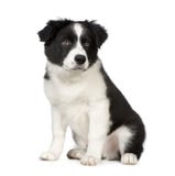 Rand-Collie-Welpe lizenzfreies stockbild Rand-Collie-Welpe lizenzfreies stockbild