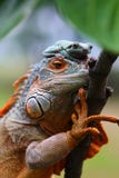 Rane tarchiate e iguane sui rami di albero fotografie stock libere da diritti Rane tarchiate e iguane sui rami di albero fotografie stock libere da diritti