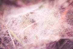 Ranek rosa na pająk sieci Ranek rosa na pająk sieci