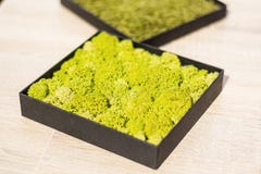 Rangifera del Cladonia del liquen de los ciervos en un pote negro cuadrado en la tabla fotografía de archivo libre de regalías Rangifera del Cladonia del liquen de los ciervos en un pote negro cuadrado en la tabla fotografía de archivo libre de regalías
