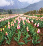 Rangées de tulipe dans le jardin de tulipe image stock Rangées de tulipe dans le jardin de tulipe image stock