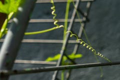 Rankan av den bittra melon arkivfoto Rankan av den bittra melon arkivfoto