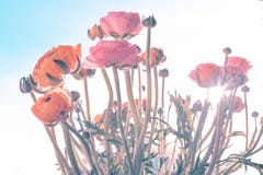 Ranonkels/лютик/цветки/Bloemen/персидский лютик стоковое изображение rf Ranonkels/лютик/цветки/Bloemen/персидский лютик стоковое изображение rf