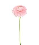 Ranunculus de couleur de corail légère d'isolement sur le fond blanc Photos libres de droits Ranunculus de couleur de corail légère d'isolement sur le fond blanc Photos libres de droits