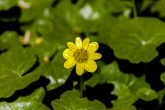Ranunculus jaune de renoncule de fleur de plan rapproché sur un fond des feuilles vertes dans le jardin photos stock Ranunculus jaune de renoncule de fleur de plan rapproché sur un fond des feuilles vertes dans le jardin photos stock