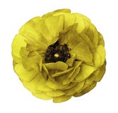 Ranunculus yellow Bright flower buttercup on isolated whitebackground with clipping path without shadows. Close-up. For de Stock Image Ranunculus yellow Bright flower buttercup on isolated whitebackground with clipping path without shadows. Close-up. For de Stock Image