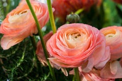 Ranúnculo, flores rosadas brillantes en el fondo de hojas verdes defocused imagen de archivo libre de regalías Ranúnculo, flores rosadas brillantes en el fondo de hojas verdes defocused imagen de archivo libre de regalías