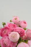 Ranúnculo persa Manojo pálido - el ranúnculo rosado florece el fondo ligero fotografía de archivo Ranúnculo persa Manojo pálido - el ranúnculo rosado florece el fondo ligero fotografía de archivo