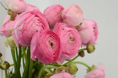 Ranúnculo persa Manojo pálido - el ranúnculo rosado florece el fondo ligero imagenes de archivo Ranúnculo persa Manojo pálido - el ranúnculo rosado florece el fondo ligero imagenes de archivo