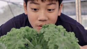 Rapaz pequeno asiático feliz com uma salada verde para a nutrição saudável, expressar feliz comer vegetais video estoque Rapaz pequeno asiático feliz com uma salada verde para a nutrição saudável, expressar feliz comer vegetais video estoque