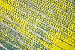 Rapeseed field Royalty Free Stock Photo Rapeseed field Royalty Free Stock Photo