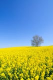 Rapeseed Field On The Slope Royalty Free Stock Images