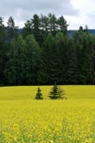 Rapeseed field in rural landscape Royalty Free Stock Photography Rapeseed field in rural landscape Royalty Free Stock Photography