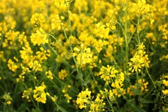 Rapeseed pole, Kwitn?cy canola kwiaty zamyka up gwa?ta ?r?dpolny lato Jaskrawy ? zdjęcie royalty free Rapeseed pole, Kwitn?cy canola kwiaty zamyka up gwa?ta ?r?dpolny lato Jaskrawy ? zdjęcie royalty free