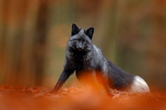 Raposa de prata preta, formulário raro Escuro - a raposa vermelha que joga na floresta do outono animal salta na madeira da queda fotos de stock Raposa de prata preta, formulário raro Escuro - a raposa vermelha que joga na floresta do outono animal salta na madeira da queda fotos de stock