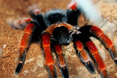 Rarantula Fireleg мексиканца, мексиканский тарантул rustleg Rarantula Fireleg мексиканца, мексиканский тарантул rustleg