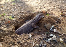 Rare capture Eastern Water Dragon lizard laying eggs in hole in ground royalty free stock photos Rare capture Eastern Water Dragon lizard laying eggs in hole in ground royalty free stock photos