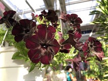Rare flower variety black velvet petunia in white pot stock images Rare flower variety black velvet petunia in white pot stock images