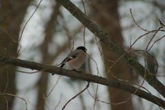 Bullfinch, migratory birds of Russia stock photos Bullfinch, migratory birds of Russia stock photos
