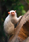 A rare monkey silver marmoset on a tree stock photography A rare monkey silver marmoset on a tree stock photography