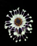Rare purple and white flower royalty free stock image Rare purple and white flower royalty free stock image