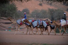 Camel herders walk a group of camels to track stock photography Camel herders walk a group of camels to track stock photography