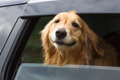 Rasechte golden retrieverhond stock afbeelding Rasechte golden retrieverhond stock afbeelding