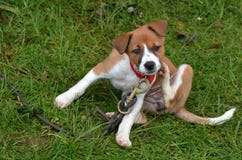 Rasguño del perro de perrito imagen de archivo Rasguño del perro de perrito imagen de archivo