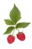 Raspberry Royalty Free Stock Image Raspberry Royalty Free Stock Image
