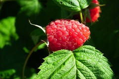 Raspberry, West Indian Raspberry, Berry, Tayberry royalty free stock photography Raspberry, West Indian Raspberry, Berry, Tayberry royalty free stock photography