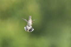 Rassemblement de guêpe et de colibri dans le jardin photos stock Rassemblement de guêpe et de colibri dans le jardin photos stock