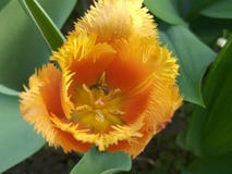 Rassemblement du nectar sur des fleurs photos libres de droits Rassemblement du nectar sur des fleurs photos libres de droits