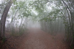 Rastro entre los árboles en el fondo de la niebla imagenes de archivo Rastro entre los árboles en el fondo de la niebla imagenes de archivo