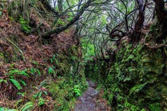 Rastro que camina a lo largo de los levadas en las montañas de Madeira, Por Fotos de archivo Rastro que camina a lo largo de los levadas en las montañas de Madeira, Por Fotos de archivo