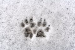 Rastros de pata de dos perros en nieve fresca del fondo blanco fotografía de archivo libre de regalías Rastros de pata de dos perros en nieve fresca del fondo blanco fotografía de archivo libre de regalías