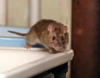 Rat Rat