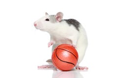 Rat avec la bille Rat avec la bille