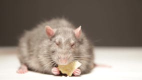 Rat Eats Bread