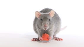 Rat Gnawing Carrots
